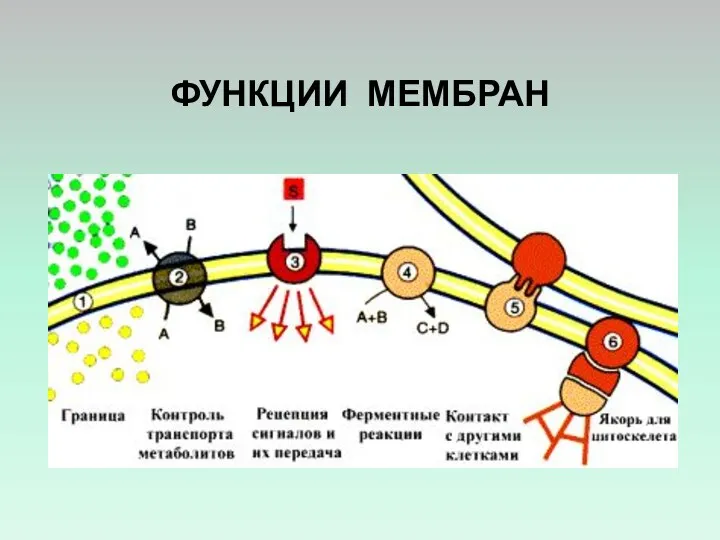 ФУНКЦИИ МЕМБРАН