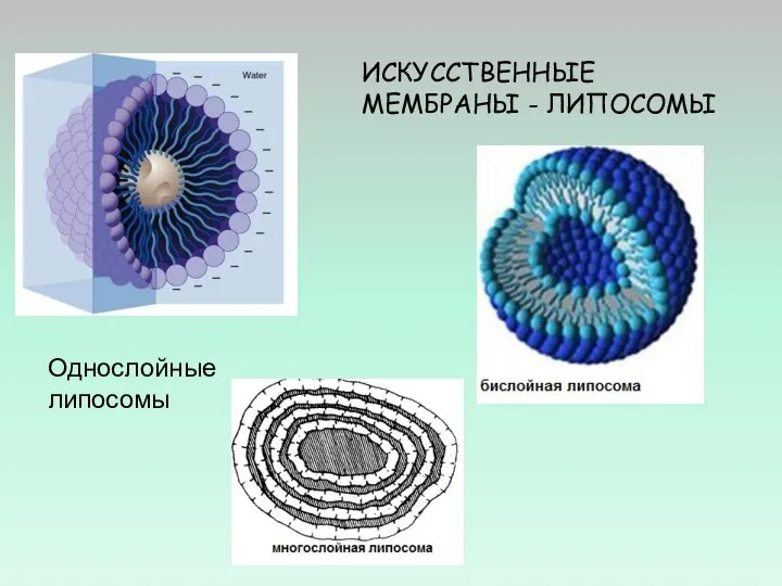 ИСКУССТВЕННЫЕ МЕМБРАНЫ - ЛИПОСОМЫ Однослойные липосомы