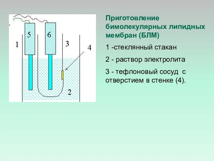 Приготовление бимолекулярных липидных мембран (БЛМ) 1 -стеклянный стакан 2 - раствор