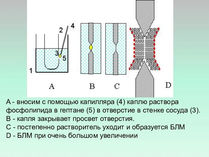 A - вносим с помощью капилляра (4) каплю раствора фосфолипида в