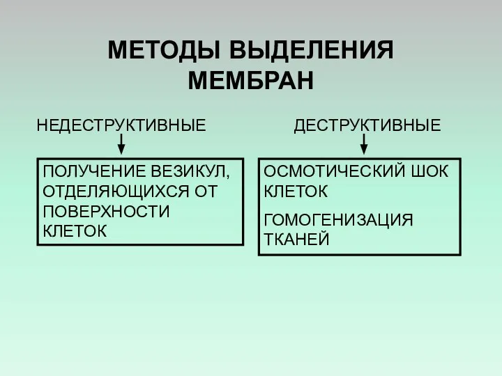 МЕТОДЫ ВЫДЕЛЕНИЯ МЕМБРАН НЕДЕСТРУКТИВНЫЕ ДЕСТРУКТИВНЫЕ ПОЛУЧЕНИЕ ВЕЗИКУЛ, ОТДЕЛЯЮЩИХСЯ ОТ ПОВЕРХНОСТИ КЛЕТОК ОСМОТИЧЕСКИЙ ШОК КЛЕТОК ГОМОГЕНИЗАЦИЯ ТКАНЕЙ