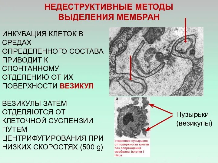 НЕДЕСТРУКТИВНЫЕ МЕТОДЫ ВЫДЕЛЕНИЯ МЕМБРАН ИНКУБАЦИЯ КЛЕТОК В СРЕДАХ ОПРЕДЕЛЕННОГО СОСТАВА ПРИВОДИТ