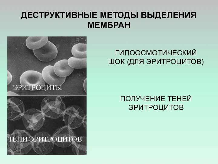 ДЕСТРУКТИВНЫЕ МЕТОДЫ ВЫДЕЛЕНИЯ МЕМБРАН ГИПООСМОТИЧЕСКИЙ ШОК (ДЛЯ ЭРИТРОЦИТОВ) ПОЛУЧЕНИЕ ТЕНЕЙ ЭРИТРОЦИТОВ ЭРИТРОЦИТЫ ТЕНИ ЭРИТРОЦИТОВ