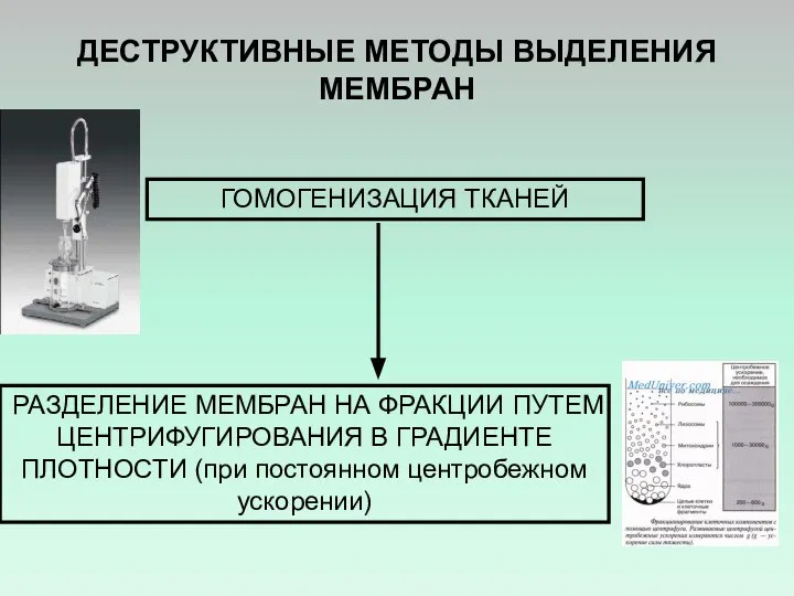 РАЗДЕЛЕНИЕ МЕМБРАН НА ФРАКЦИИ ПУТЕМ ЦЕНТРИФУГИРОВАНИЯ В ГРАДИЕНТЕ ПЛОТНОСТИ (при постоянном