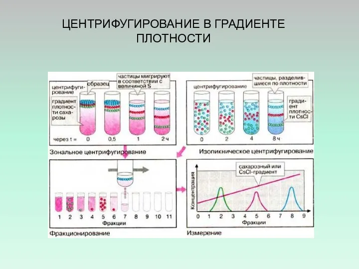 ЦЕНТРИФУГИРОВАНИЕ В ГРАДИЕНТЕ ПЛОТНОСТИ