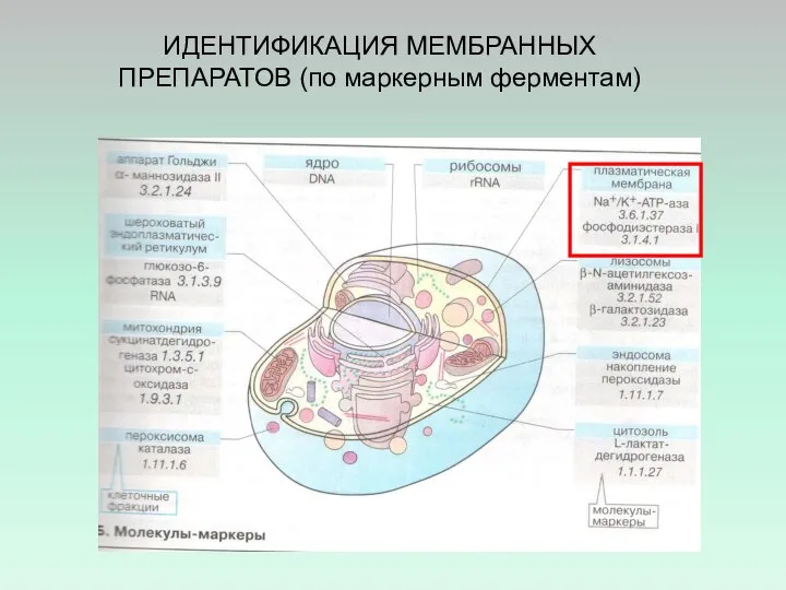 ИДЕНТИФИКАЦИЯ МЕМБРАННЫХ ПРЕПАРАТОВ (по маркерным ферментам)