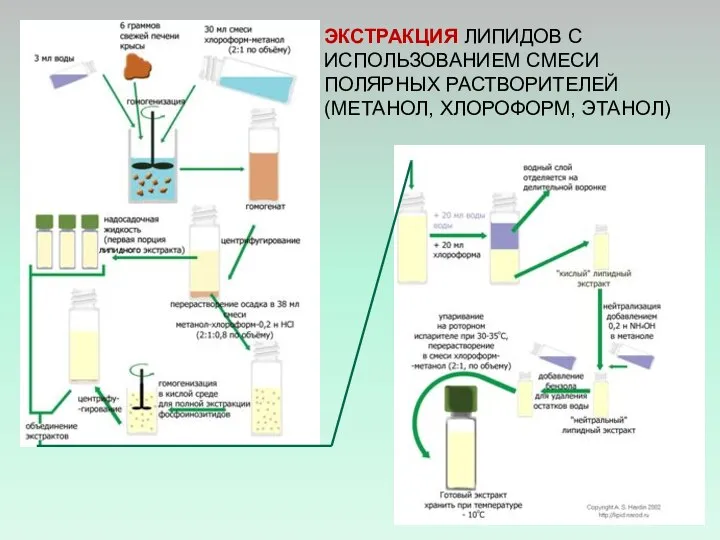 ЭКСТРАКЦИЯ ЛИПИДОВ С ИСПОЛЬЗОВАНИЕМ СМЕСИ ПОЛЯРНЫХ РАСТВОРИТЕЛЕЙ (МЕТАНОЛ, ХЛОРОФОРМ, ЭТАНОЛ)