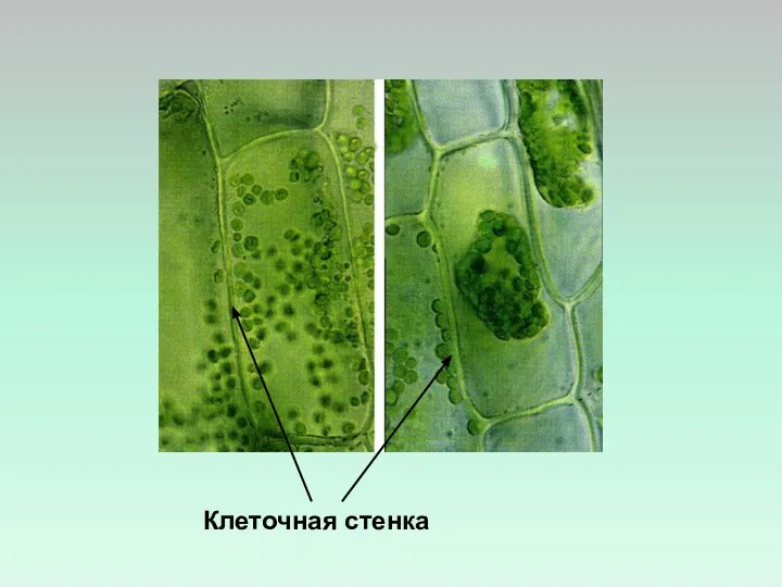 Клеточная стенка