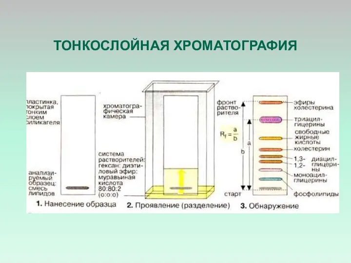 ТОНКОСЛОЙНАЯ ХРОМАТОГРАФИЯ