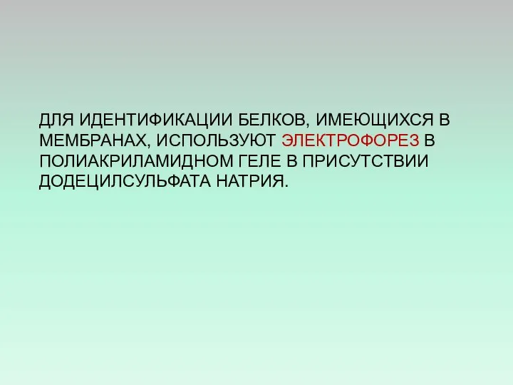 ДЛЯ ИДЕНТИФИКАЦИИ БЕЛКОВ, ИМЕЮЩИХСЯ В МЕМБРАНАХ, ИСПОЛЬЗУЮТ ЭЛЕКТРОФОРЕЗ В ПОЛИАКРИЛАМИДНОМ ГЕЛЕ В ПРИСУТСТВИИ ДОДЕЦИЛСУЛЬФАТА НАТРИЯ.