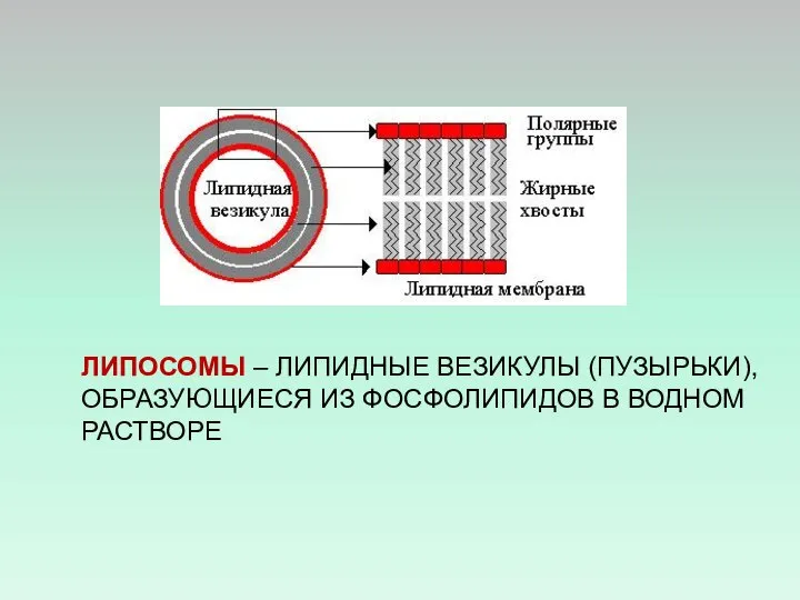 ЛИПОСОМЫ – ЛИПИДНЫЕ ВЕЗИКУЛЫ (ПУЗЫРЬКИ), ОБРАЗУЮЩИЕСЯ ИЗ ФОСФОЛИПИДОВ В ВОДНОМ РАСТВОРЕ