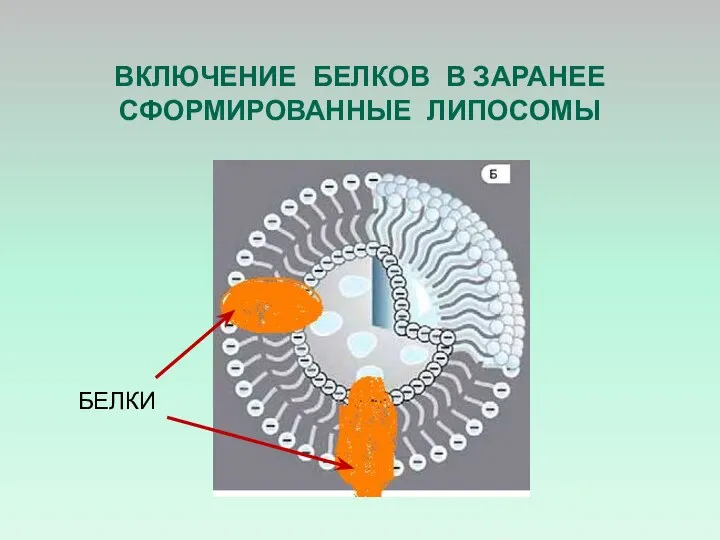 ВКЛЮЧЕНИЕ БЕЛКОВ В ЗАРАНЕЕ СФОРМИРОВАННЫЕ ЛИПОСОМЫ БЕЛКИ