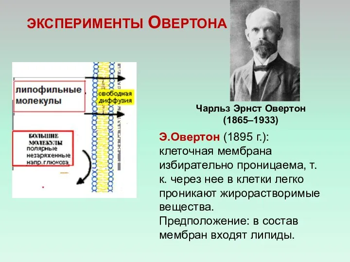 ЭКСПЕРИМЕНТЫ ОВЕРТОНА Э.Овертон (1895 г.): клеточная мембрана избирательно проницаема, т.к. через