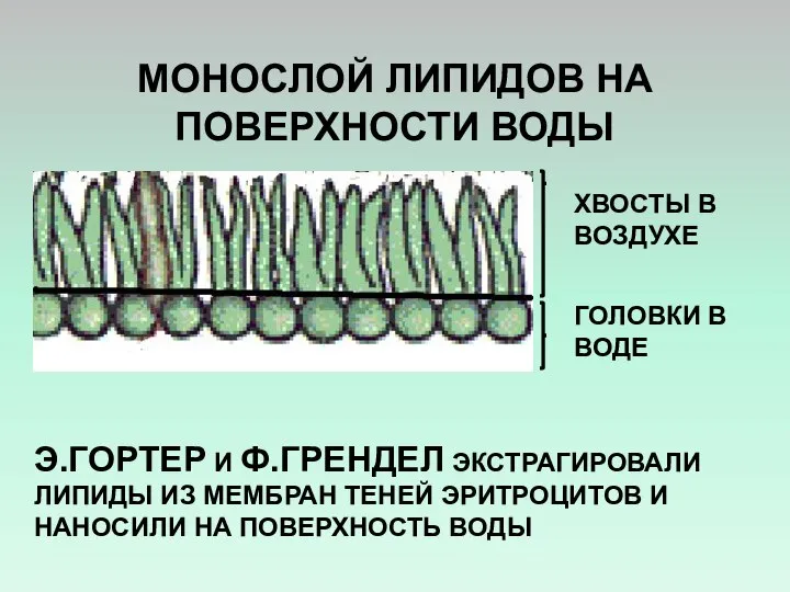 МОНОСЛОЙ ЛИПИДОВ НА ПОВЕРХНОСТИ ВОДЫ Э.ГОРТЕР И Ф.ГРЕНДЕЛ ЭКСТРАГИРОВАЛИ ЛИПИДЫ ИЗ