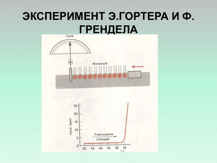 ЭКСПЕРИМЕНТ Э.ГОРТЕРА И Ф.ГРЕНДЕЛА