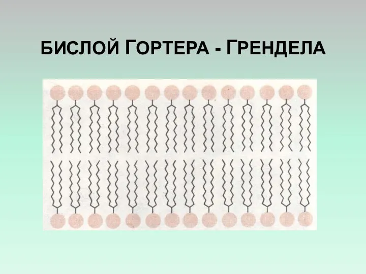 БИСЛОЙ ГОРТЕРА - ГРЕНДЕЛА