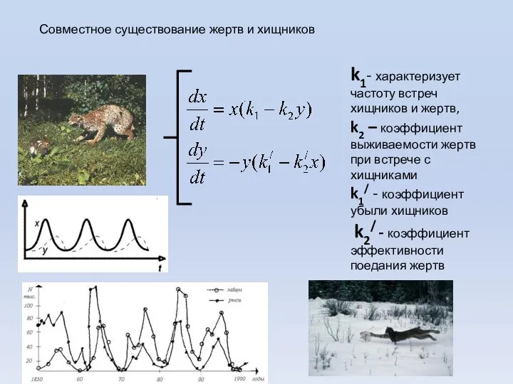 k1- характеризует частоту встреч хищников и жертв, k2 – коэффициент выживаемости