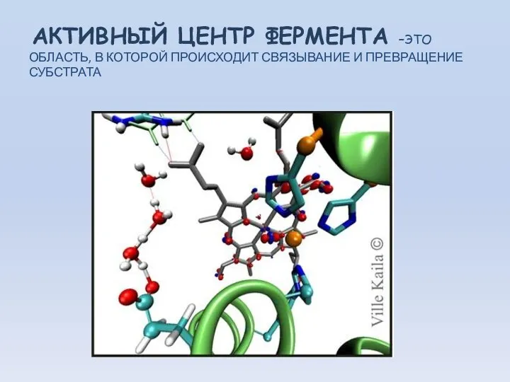 АКТИВНЫЙ ЦЕНТР ФЕРМЕНТА –ЭТО ОБЛАСТЬ, В КОТОРОЙ ПРОИСХОДИТ СВЯЗЫВАНИЕ И ПРЕВРАЩЕНИЕ СУБСТРАТА