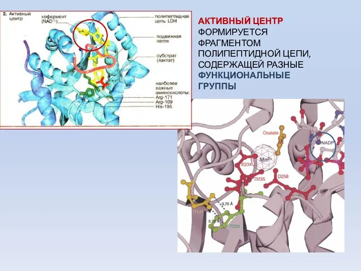 АКТИВНЫЙ ЦЕНТР ФОРМИРУЕТСЯ ФРАГМЕНТОМ ПОЛИПЕПТИДНОЙ ЦЕПИ, СОДЕРЖАЩЕЙ РАЗНЫЕ ФУНКЦИОНАЛЬНЫЕ ГРУППЫ