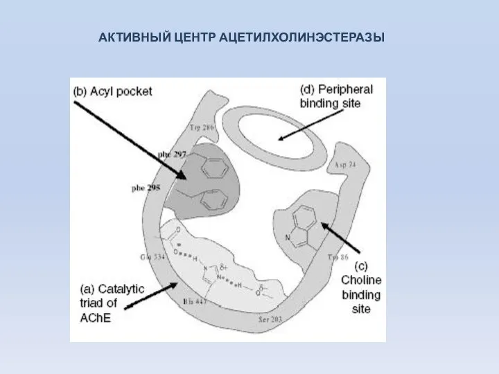 АКТИВНЫЙ ЦЕНТР АЦЕТИЛХОЛИНЭСТЕРАЗЫ