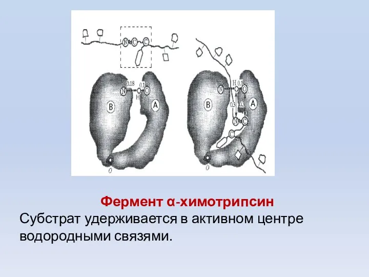 Фермент α-химотрипсин Субстрат удерживается в активном центре водородными связями.