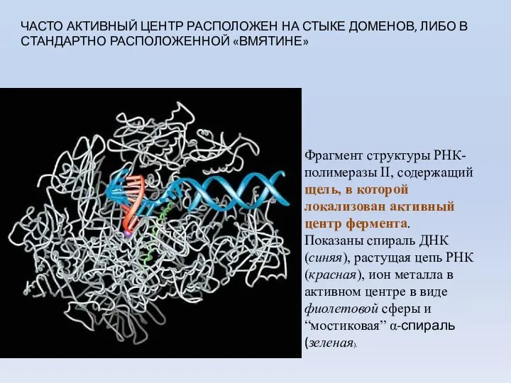 Фрагмент структуры РНК-полимеразы II, содержащий щель, в которой локализован активный центр