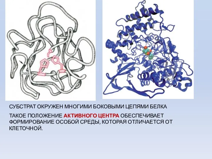 СУБСТРАТ ОКРУЖЕН МНОГИМИ БОКОВЫМИ ЦЕПЯМИ БЕЛКА ТАКОЕ ПОЛОЖЕНИЕ АКТИВНОГО ЦЕНТРА ОБЕСПЕЧИВАЕТ
