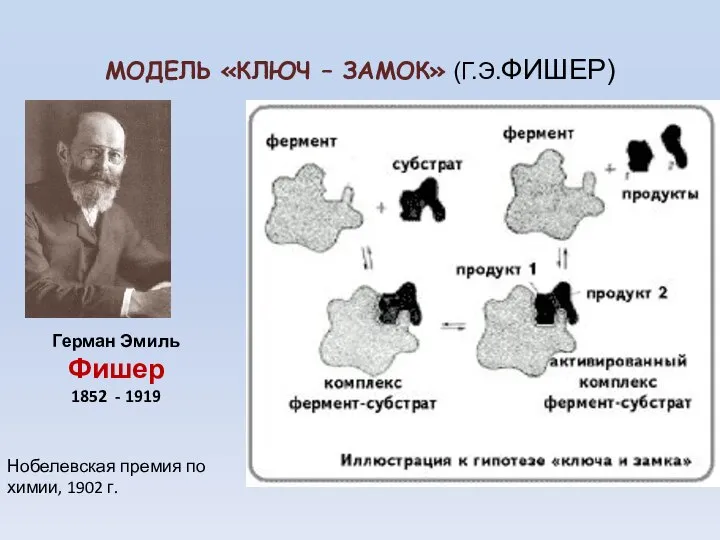 МОДЕЛЬ «КЛЮЧ – ЗАМОК» (Г.Э.ФИШЕР) Герман Эмиль Фишер 1852 - 1919