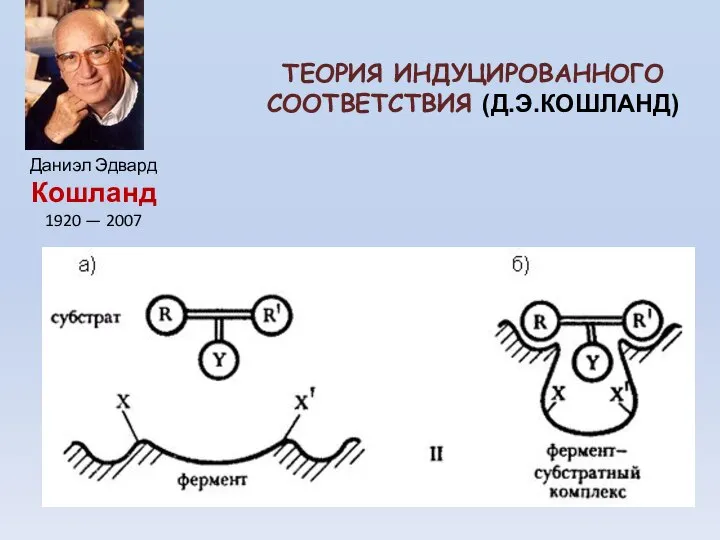 ТЕОРИЯ ИНДУЦИРОВАННОГО СООТВЕТСТВИЯ (Д.Э.КОШЛАНД) Даниэл Эдвард Кошланд 1920 — 2007