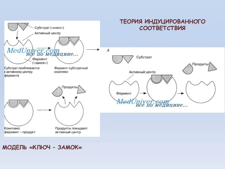 МОДЕЛЬ «КЛЮЧ – ЗАМОК» ТЕОРИЯ ИНДУЦИРОВАННОГО СООТВЕТСТВИЯ