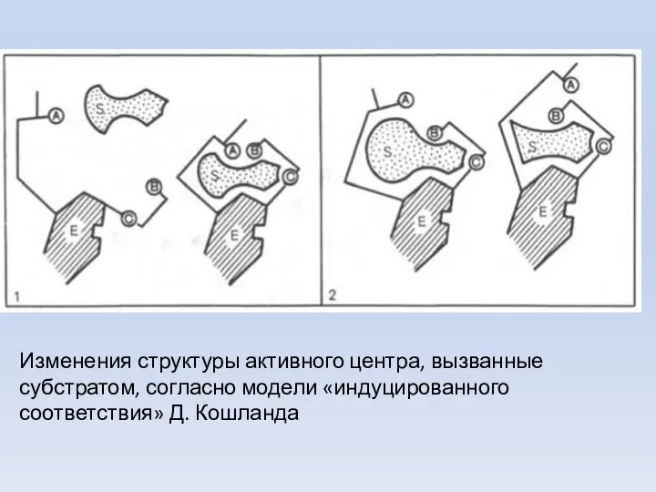 Изменения структуры активного центра, вызванные субстратом, согласно модели «индуцированного соответствия» Д. Кошланда