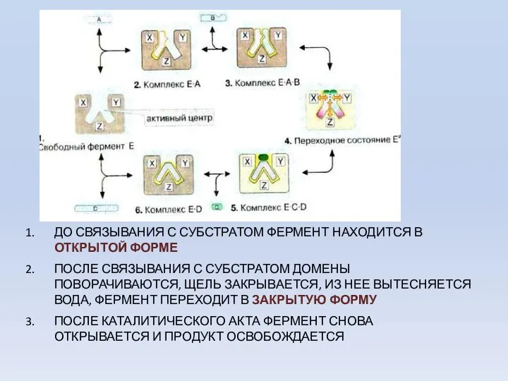 ДО СВЯЗЫВАНИЯ С СУБСТРАТОМ ФЕРМЕНТ НАХОДИТСЯ В ОТКРЫТОЙ ФОРМЕ ПОСЛЕ СВЯЗЫВАНИЯ