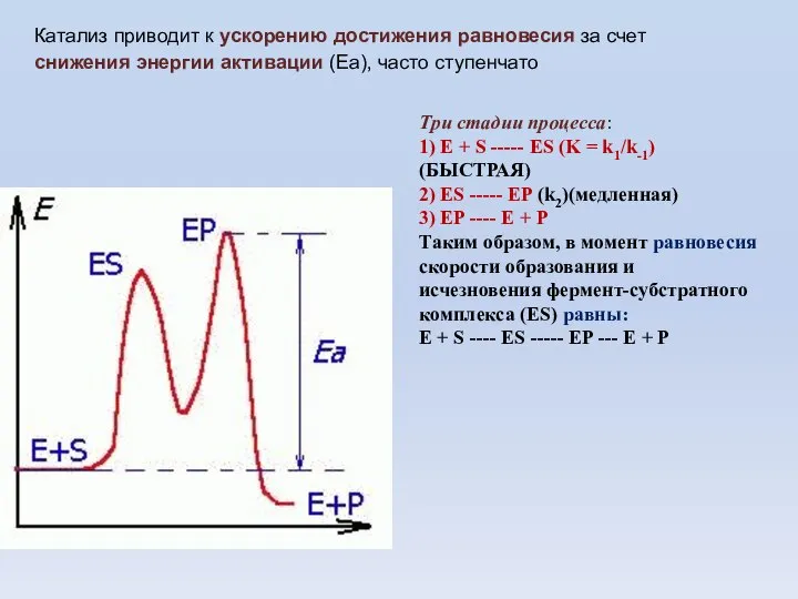 Три стадии процесса: 1) E + S ----- ES (K =