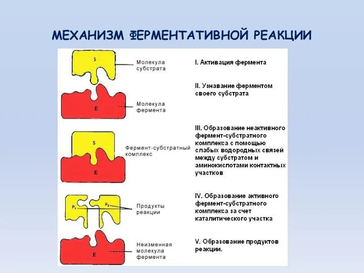 МЕХАНИЗМ ФЕРМЕНТАТИВНОЙ РЕАКЦИИ