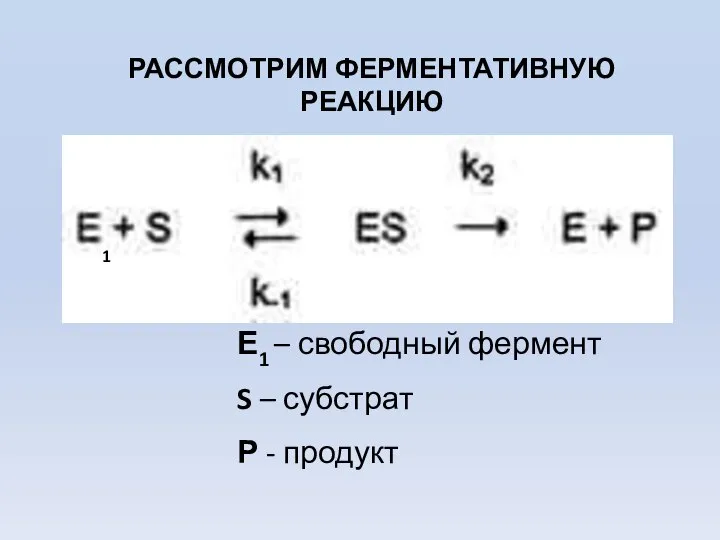 РАССМОТРИМ ФЕРМЕНТАТИВНУЮ РЕАКЦИЮ Е1 – свободный фермент S – субстрат Р - продукт