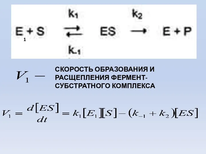 СКОРОСТЬ ОБРАЗОВАНИЯ И РАСЩЕПЛЕНИЯ ФЕРМЕНТ-СУБСТРАТНОГО КОМПЛЕКСА