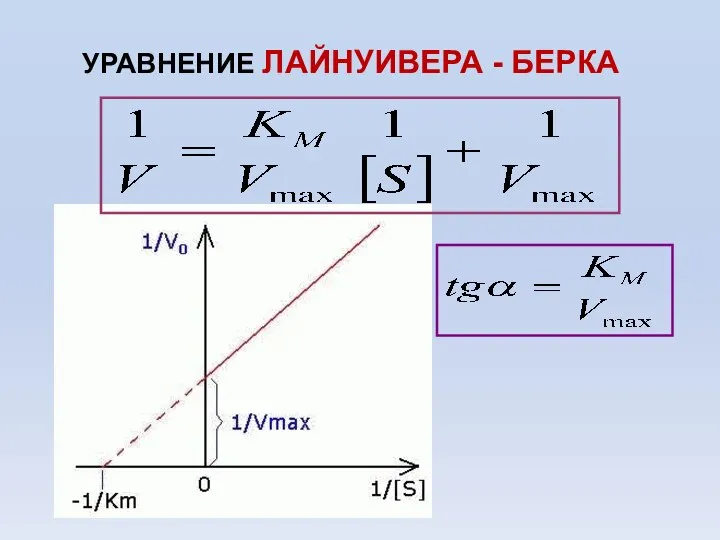 УРАВНЕНИЕ ЛАЙНУИВЕРА - БЕРКА