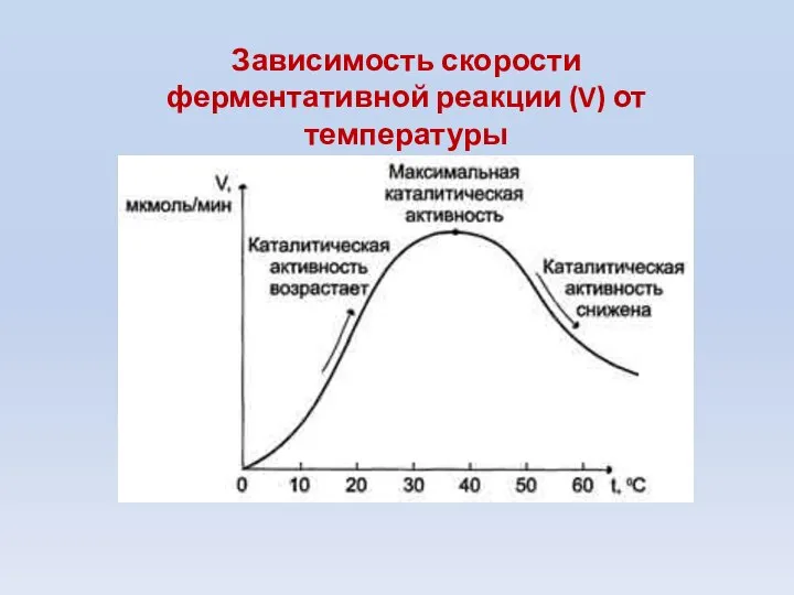 Зависимость скорости ферментативной реакции (V) от температуры