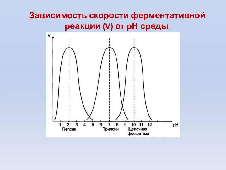 Зависимость скорости ферментативной реакции (V) от рН среды.