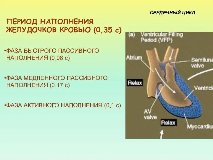 ПЕРИОД НАПОЛНЕНИЯ ЖЕЛУДОЧКОВ КРОВЬЮ (0,35 с) ФАЗА БЫСТРОГО ПАССИВНОГО НАПОЛНЕНИЯ (0,08