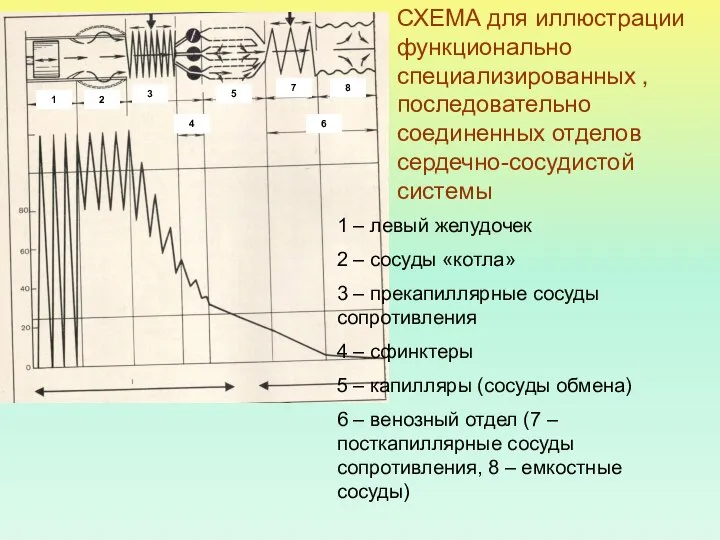 СХЕМА для иллюстрации функционально специализированных , последовательно соединенных отделов сердечно-сосудистой системы