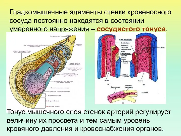 Гладкомышечные элементы стенки кровеносного сосуда постоянно находятся в состоянии умеренного напряжения