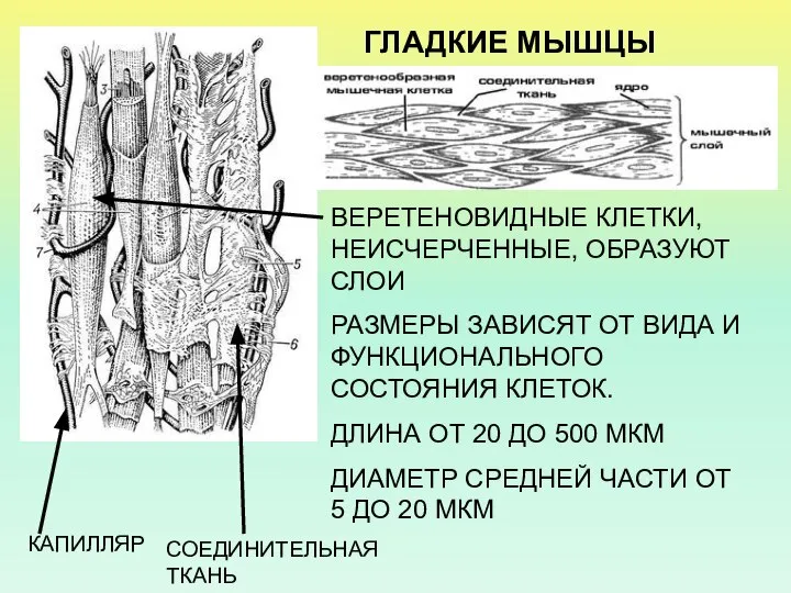 ГЛАДКИЕ МЫШЦЫ ВЕРЕТЕНОВИДНЫЕ КЛЕТКИ, НЕИСЧЕРЧЕННЫЕ, ОБРАЗУЮТ СЛОИ РАЗМЕРЫ ЗАВИСЯТ ОТ ВИДА