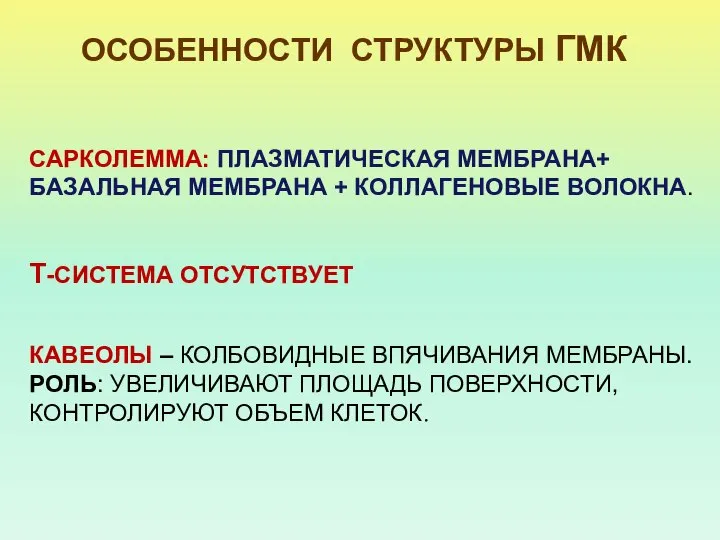 ОСОБЕННОСТИ СТРУКТУРЫ ГМК САРКОЛЕММА: ПЛАЗМАТИЧЕСКАЯ МЕМБРАНА+ БАЗАЛЬНАЯ МЕМБРАНА + КОЛЛАГЕНОВЫЕ ВОЛОКНА.