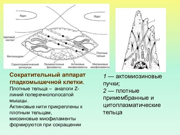 Сократительный аппарат гладкомышечной клетки. Плотные тельца – аналоги Z-линий поперечнополосaтой мышцы.