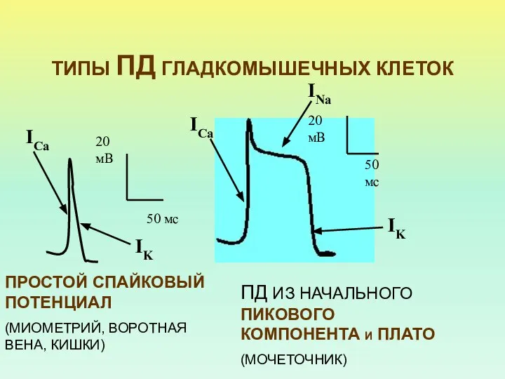 ТИПЫ ПД ГЛАДКОМЫШЕЧНЫХ КЛЕТОК ПРОСТОЙ СПАЙКОВЫЙ ПОТЕНЦИАЛ (МИОМЕТРИЙ, ВОРОТНАЯ ВЕНА, КИШКИ)