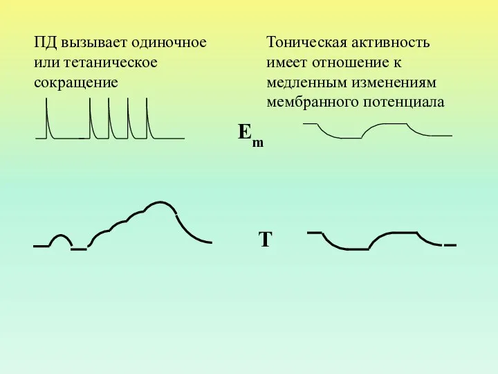 ПД вызывает одиночное или тетаническое сокращение Тоническая активность имеет отношение к