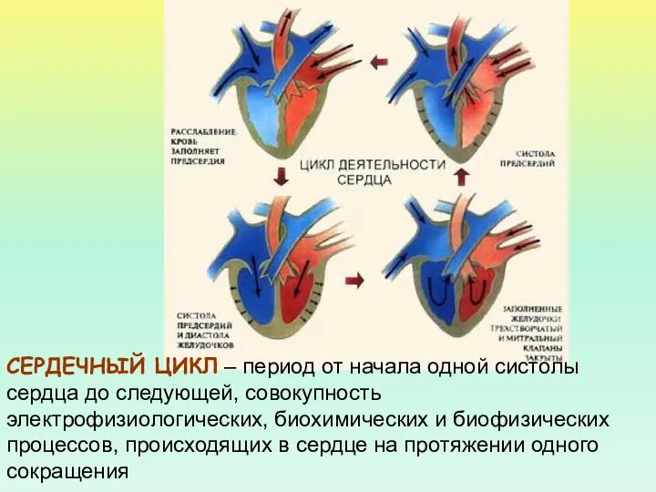 СЕРДЕЧНЫЙ ЦИКЛ – период от начала одной систолы сердца до следующей,