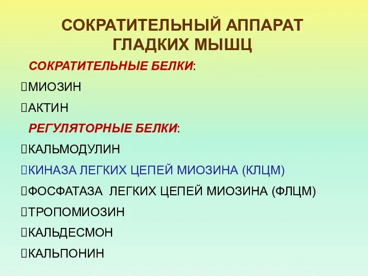 СОКРАТИТЕЛЬНЫЙ АППАРАТ ГЛАДКИХ МЫШЦ СОКРАТИТЕЛЬНЫЕ БЕЛКИ: МИОЗИН АКТИН РЕГУЛЯТОРНЫЕ БЕЛКИ: КАЛЬМОДУЛИН