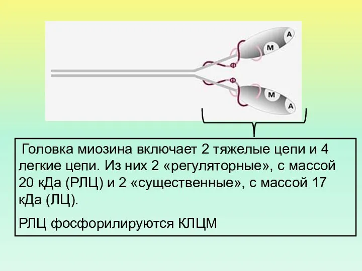 Головка миозина включает 2 тяжелые цепи и 4 легкие цепи. Из